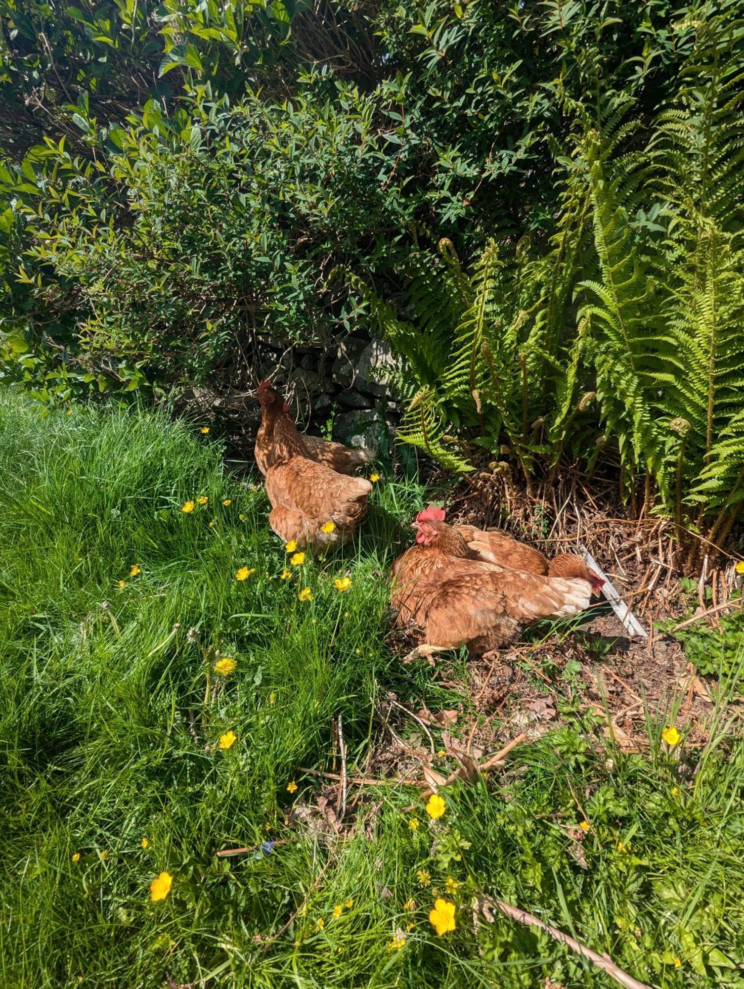 Pandy Farm - Waen Fechan Dolgellau Ngoại thất bức ảnh